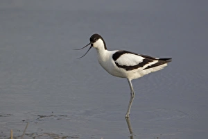 Eurasian Avocet (Recurvirostra avocetta) adult, calling, standing in shallow pool, Minsmere RSPB Reserve, Suffolk, England, june