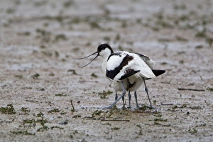 Eurasian Avocet (Recurvirostra avocetta) adult, calling, with two chicks sheltered underneath, Minsmere RSPB Reserve, Suffolk, England, june