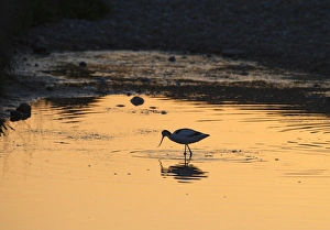 Eurasian Avocet (Recurvirostra avocetta) adult, foraging in water at sunset, Cley, Norfolk, England, may