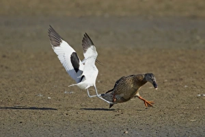 Eurasian Avocet (Recurvirostra avocetta) adult, in flight, attacking Mallard Duck (Anas platyrhynchos) adult female crossing territory, Minsmere RSPB Reserve, Suffolk, England, may