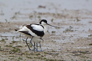 Eurasian Avocet (Recurvirostra avocetta) adult, with two chicks sheltered underneath, Minsmere RSPB Reserve, Suffolk, England, june