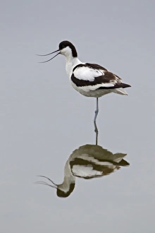 Eurasian Avocet (Recurvirostra avocetta) adult, calling, standing in water with reflection, Minsmere RSPB Reserve, Suffolk, England, june