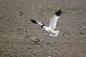 Eurasian Avocet (Recurvirostra avocetta) adult, chasing Mallard Duck (Anas platyrhynchos) duckling, Minsmere RSPB Reserve, Suffolk, England, june