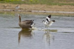 Eurasian Avocet (Recurvirostra avocetta) adult, attacking Greylag Goose (Anser anser) adult, Minsmere RSPB Reserve, Suffolk, England, june