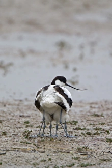 Eurasian Avocet (Recurvirostra avocetta) adult, with two chicks sheltered underneath, Minsmere RSPB Reserve, Suffolk, England, june