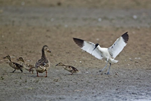 Eurasian Avocet (Recurvirostra avocetta) adult, in threat display towards Mallard Duck (Anas platyrhynchos) adult female and ducklings, Minsmere RSPB Reserve, Suffolk, England, june
