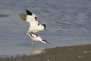 Eurasian Avocet (Recurvirostra avocetta) adult pair, mating in shallow water, Texel Island, Netherlands