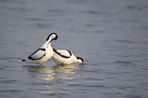 Eurasian Avocet (Recurvirostra avocetta) adult pair, male preening whilst female adopts pose signalling desire to mate, Minsmere RSPB Reserve, Suffolk, England, may