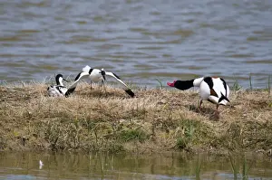 Eurasian Avocet (Recurvirostra avocetta) adult pair, one spreading wings to make itself look bigger, defending mate and nest from Common Shelduck (Tadorna tadorna) adult male, Elmley Marshes RSPB Reserve, North Kent Marshes, Isle of Sheppey, Kent