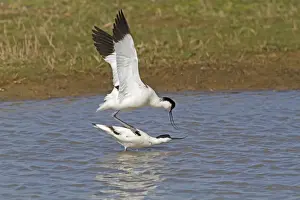 Eurasian Avocet (Recurvirostra avocetta) adult pair, mating in water, Norfolk, England, april