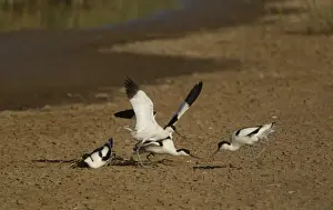 Eurasian Avocet (Recurvirostra avocetta) two adult pairs, fighting, Gibralter Point N. N. R. Lincolnshire, England, june