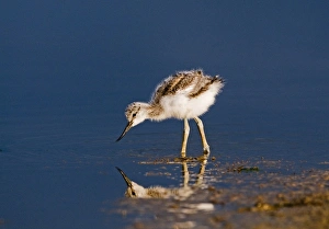 Wading Prints: Eurasian Avocet (Recurvirostra avocetta) chick