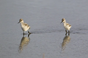 Avocets Prints: Eurasian Avocet (Recurvirostra avocetta) two chicks