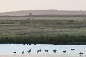 Avocets Prints: Eurasian Avocet (Recurvirostra avocetta) flock