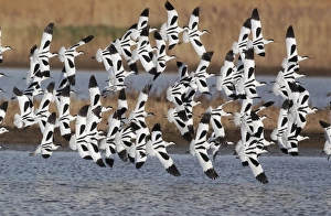 Eurasian Avocet (Recurvirostra avocetta) flock, in flight over marshland, Cley, Norfolk, England, march