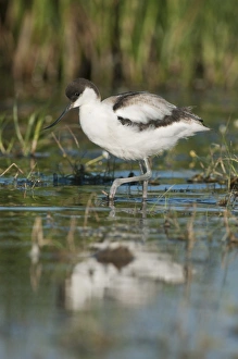 Avocets Prints: Eurasian Avocet (Recurvirostra avocetta) juvenile