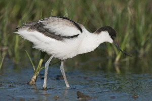 Eurasian Avocet (Recurvirostra avocetta) juvenile, wading in shallow water, Elmley Marshes N. N. R. North Kent Marshes, Isle of Sheppey, Kent, England, september