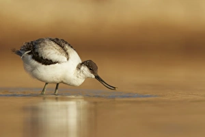 Eurasian Avocet (Recurvirostra avocetta) juvenile, feeding in water, Sossusvlei, Namib-Naukluft N. P