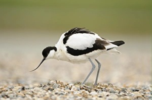 Eurasian Avocet (Recurvirostra avosetta) adult, standing over eggs in nest on shingle beach, Netherlands, May