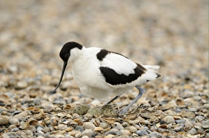 Eurasian Avocet (Recurvirostra avosetta) adult, settling over eggs in nest on shingle beach, Netherlands, May