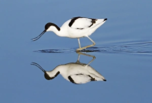 Eurasian Avocet (Recurvirostra avosetta) adult, feeding in shallow water with reflection, Minsmere RSPB Reserve