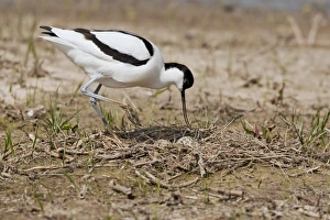 Eurasian Avocet (Recurvirostra avosetta) adult, approaching nest with eggs, Minsmere RSPB Reserve, Suffolk, England