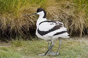Parent Prints: Eurasian Avocet (Recurvirostra avosetta) adult with chick