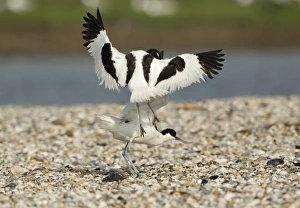 Aggression Prints: Eurasian Avocet (Recurvirostra avosetta) two adults