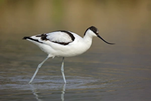 Eurasian Avocet (Recurvirostra avosetta) immature, walking in shallow water, Long Valley, New Territories, Hong Kong