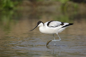 Eurasian Avocet (Recurvirostra avosetta) immature, walking in shallow water, Long Valley, New Territories, Hong Kong