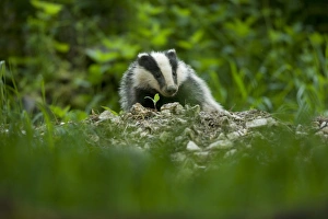 Insectivorous Prints: Eurasian Badger (Meles meles) adult, emerging from sett, in daylight, Oxfordshire, England