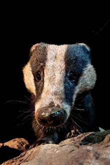 Eurasian Badger (Meles meles) adult, close-up of head, at night, England