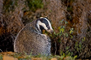 Sitting Prints: Eurasian Badger (Meles meles) adult, sitting, looking over shoulder at dusk, England