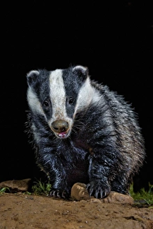 Eurasian Badger (Meles meles) adult, foraging at night, England