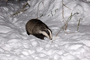 Eurasian Badger (Meles meles) adult, walking in snow at night, Sussex, England, winter
