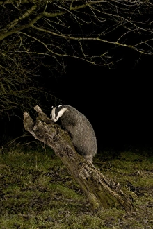 Eurasian Badger (Meles meles) adult, climbing on tree stump at night, England, january
