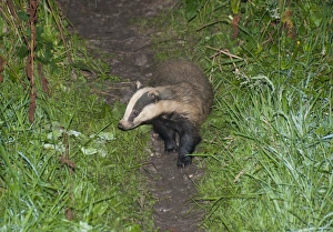 Eurasian Badger (Meles meles) adult, standing on worn trail at night, Cumbria, England, August