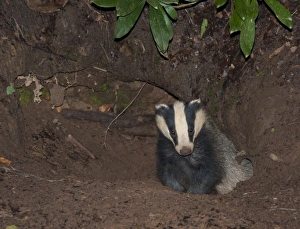 Eurasian Badger (Meles meles) adult, at entrance to sett at night, Lancashire, England, August