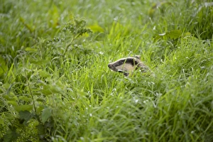 Eurasian Badger (Meles meles) adult, amongst long grass, Blithfield, Staffordshire, England, June