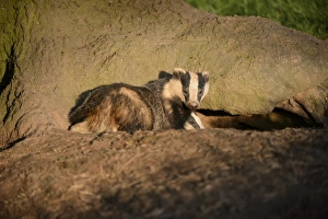 Blithfield Prints: Eurasian Badger (Meles meles) adult and cub