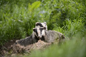 Eurasian Badger (Meles meles) adult and cub, standing near sett, Blithfield, Staffordshire, England, June
