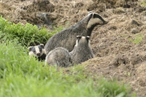 Blithfield Prints: Eurasian Badger (Meles meles) adult and cubs
