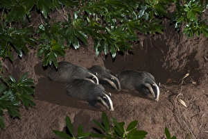 Eurasian Badger (Meles meles) four adults, foraging at entrance to sett at night, Lancashire, England, August