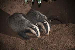 Eurasian Badger (Meles meles) two adults, foraging at entrance to sett at night, Lancashire, England, August
