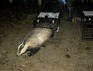 Eurasian Badger (Meles meles) bovine tuberculosis vaccination project, vaccinated adult