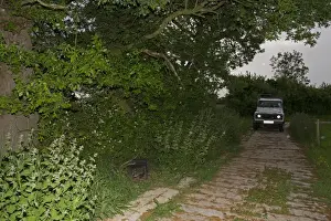 Eurasian Badger (Meles meles) bovine tuberculosis vaccination scheme, badger in live trap beside track
