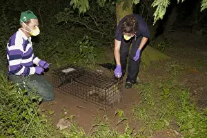 Eurasian Badger (Meles meles) bovine tuberculosis vaccination scheme, badger in live trap being clipped