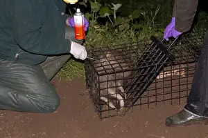 Eurasian Badger (Meles meles) bovine tuberculosis vaccination scheme, badger in live trap being clipped