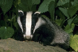 Badger Prints: Eurasian Badger (Meles meles) Close-up