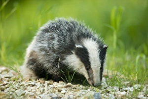 Eurasian Badger (Meles meles) cub, on chalk spoil heap, in daylight, Oxfordshire, England